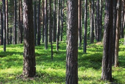 MODERNIA ASUMISTA VEHREISSÄ MAISEMISSA Yhtiöön kuuluu yksi hissillinen 4 5 kerroksinen (kaksi portainen) kerrostalo ja 2 kerroksinen
