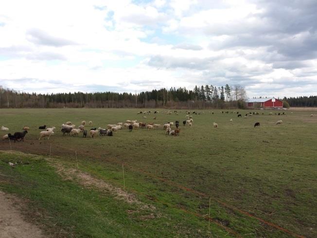 palveluseteliasiakkaille. Tilalla kehitellään omaa kehräämöä villan hyödyntämiseksi ja oma tilateurastamokin löytyy, jolloin lampaita ei tarvitse kuljetella kauas.