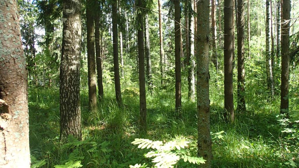 Ilometsän alueen metsää Alueelta ei ole aiemmin tunnettuja uhanalaisten tai muutoin huomionarvoisten lajien