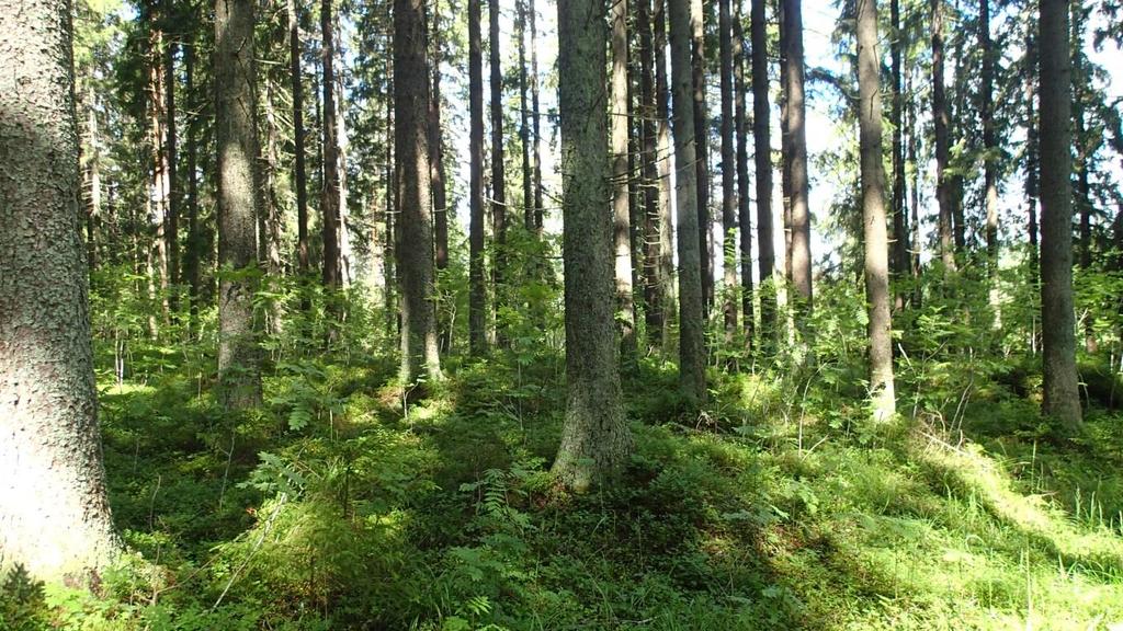 (Fragaria vesca), käenkaalia, metsäkurjenkurjenpolvea ja valkovuokkoa (Anemone nemorosa). Puusto on tuoreita kankaita lehtipuuvaltaisempaa ja lajisto monipuolisempaa.