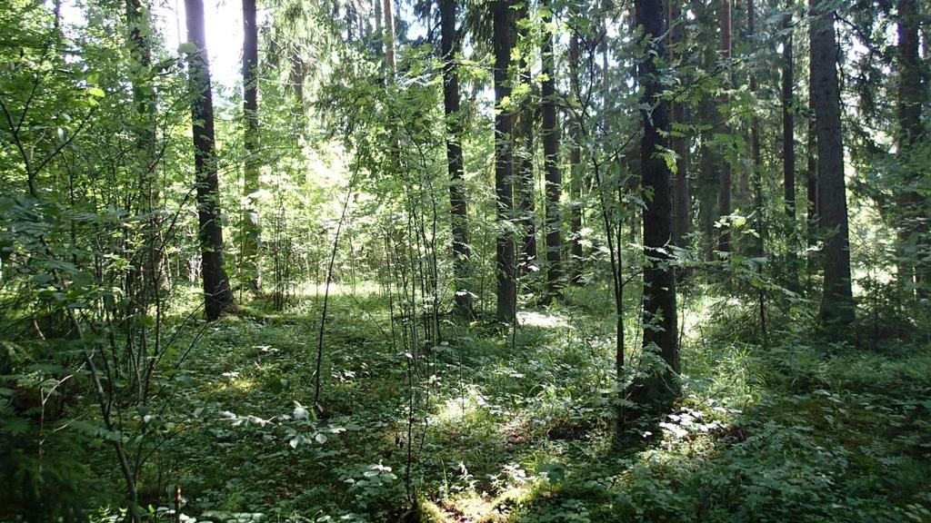 pubescens) ja paikoin haapaa, vaahteraa ja pihlajaa. Kaikki lehtotyypit ovat luokiteltu Etelä- Suomessa ja koko maassa uhanalaisiksi (VU=vaarantunut) luontotyypeiksi (Raunio ym. 2008). Kuva 6.