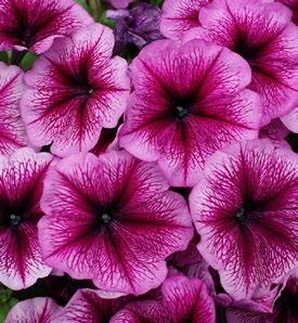 Petunia MamboGP Mid