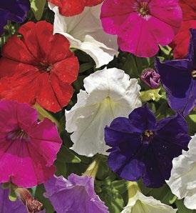 Petunia Picobella Mix