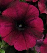6 7 vk, kesällä 4 5 vk Formula Mix sekoitus 12680 Red Velour tummanpunainen 12681 Burgundy Velour viininpunainen 12685 Pink Passion pinkki, roosa nielu 12686 Plum Vein vaalea violetti, tummat