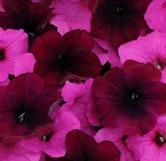 Petunia Easy Wave