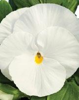 Blotch valkoinen silmällä 13516 23516 Beaconsfield vaalea-tumma violetti 13519 23519 Pure Rose ruusunpunainen 13520