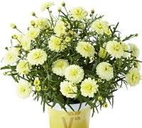 ARGYRANTHEMUM