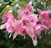 Fuchsia Claudia