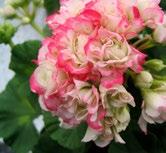 PELARGONIUM,