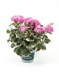 Tulppaanipelargonit