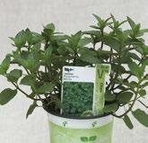 Hishtil s Strain 40048 Mentha