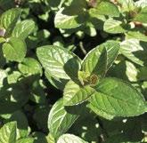 40053 Mentha Piperita 40057