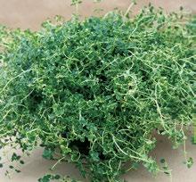 40114 Thymus