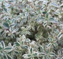 Thymus Silver Posie