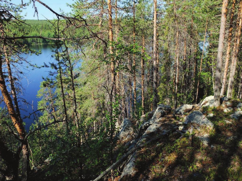 Kuvat 6ab. Palovaara vastarannalta kuvattuna ja sen jyrkännealuetta. Etäämpänä rannasta puusto on noin 90- vuotiasta kuivahkoa lähes puhdasta mäntykangasta.