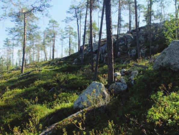 Yhteenveto ja maankäyttö suositukset Palovaara on FSC -kohde (vastuullisen metsien käytön sertifikaattijärjestelmä).