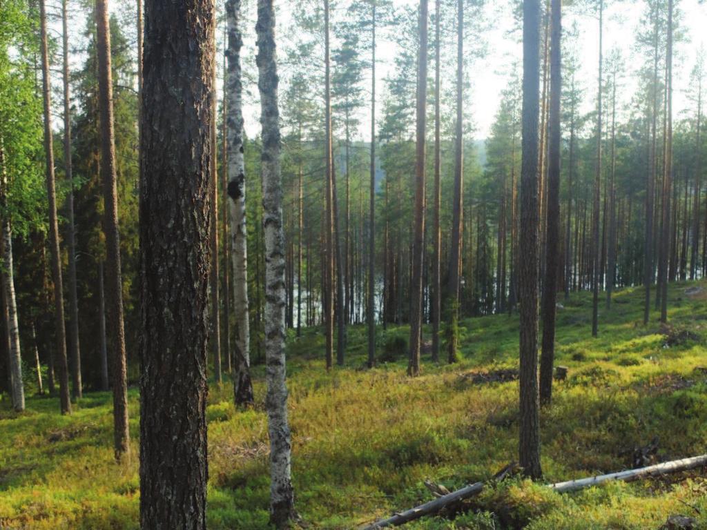 Trientalis europpaea, metsätähti 1 Calamagrostis arundinace, metsäkastikka 1 Equisetum sylvaticum, metsäkorte 2 Linnea borealis, vanamo 1 Agrostis capillaris, nurmirölli 1 Deschampsia flexuosa,