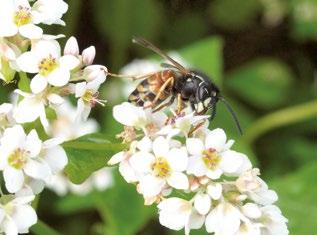 Pölyttäjät kaipaavat apuasi Ampiaiset sekoitetaan usein mesipistiäisiin.