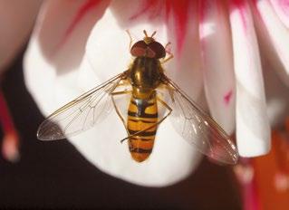 Karvattomamman ruumiinsa ja elintapojensa takia ampiaiset eivät ole kovin tärkeitä pölyttäjiä.