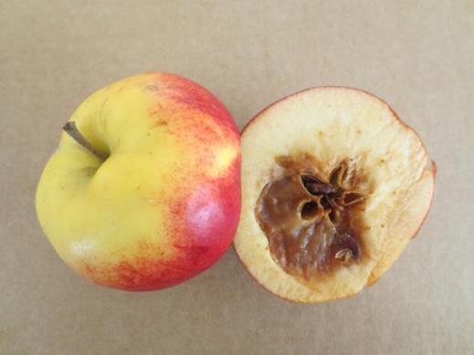 Zari, jotka alttiita siemenkotamädälle Prestop Mix levitettiin mehiläisten avulla, pesät omenatarhan laidassa Käsittelemätön omenatarha sijaitsi