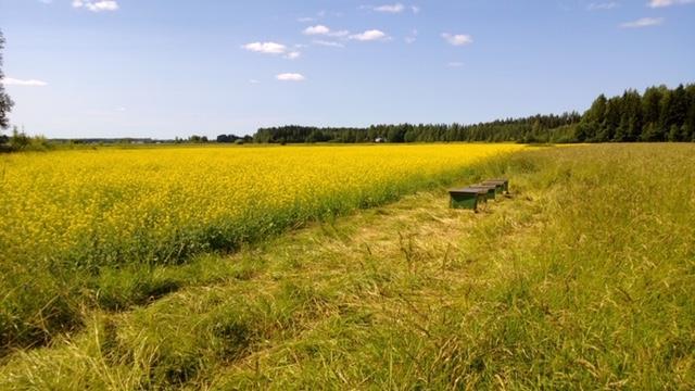 Kohderyhmät Erikoiskasviviljelijät Kumina, tattari, öljykasvit, härkäpapu, apilan