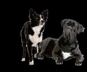 Mitä sisäloisia koirallani voisi olla? Suolinkainen Koiran suolinkainen on yleinen loinen. Aikuinen loinen elää koiran suolistossa ja saattaa kasvaa toistakymmetä senttiä pitkäksi.