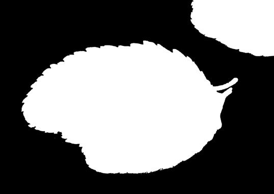 suosikki on