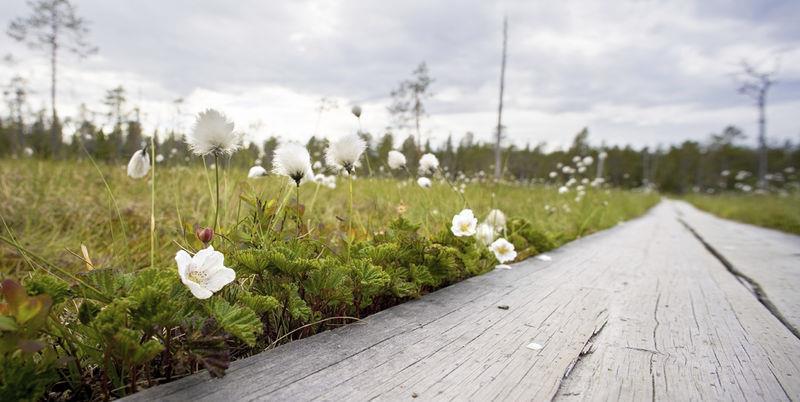 Uudistuksen lappilaisittain tärkeäksi koetut asiat Asukkaat ammattitaitoinen ja osaava henkilöstö palvelujen saatavuus