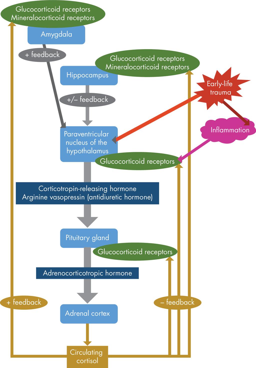 From: Psychoneuroendocrinology Schematic diagram of the hypothalamicpituitary-adrenal (HPA)