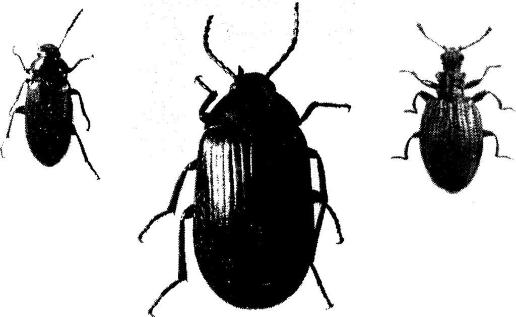 21 Taulukko 4. Oksa- ja ikkunaloukuilla saadut kaksois- (Diplopoda) ja juoksujalkaisten (Chilopoda) yksilömäärät.