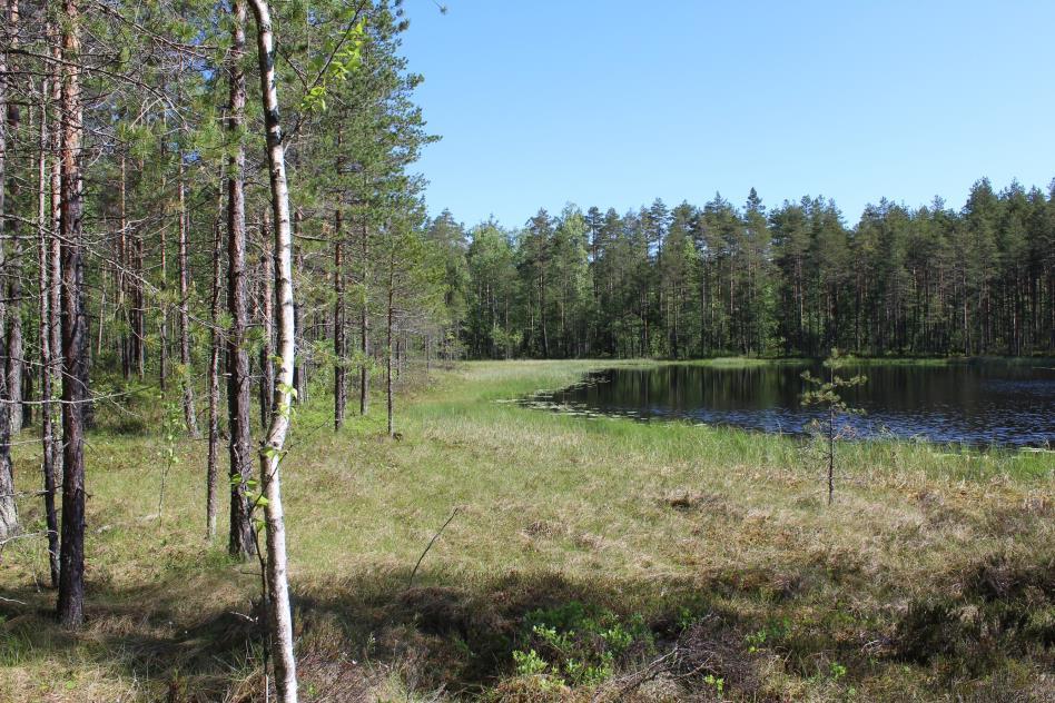 JOHTOPÄÄTÖKSET JA SUOSITUKSET Maastokäyntien perusteella selvitysalueelta ei löytynyt luonnonsuojelulain, metsälain, vesilain tai EU:n direktiivien tarkoittamia erityisiä luontokohteita tai lajeja