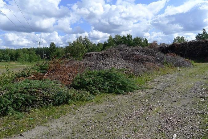 Nurmialue, hiekkakentän reuna-alueet, puujätteiden läjitysalue ja teiden penkat Selvitysalueen luoteisosaan sijoittuva nurmialue (kuva 1, vasen kuva), hiekkakentän reunaalueet (kuva 2) sekä