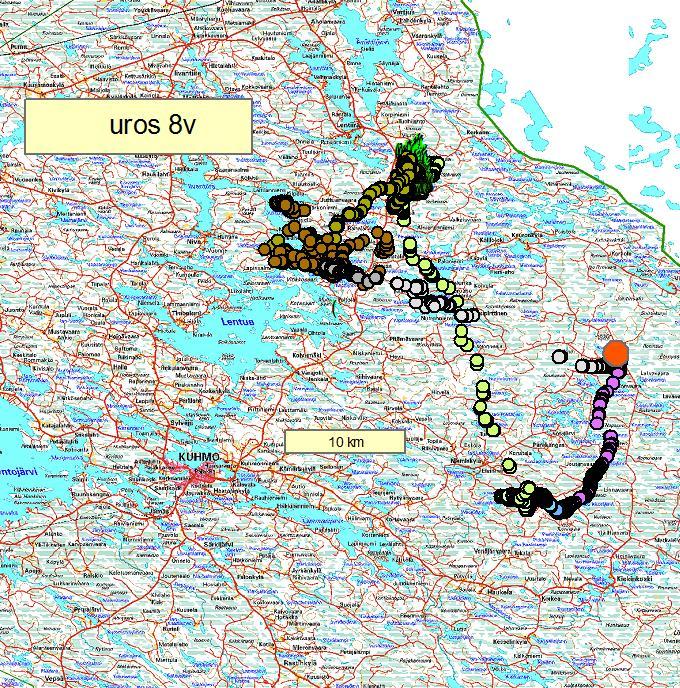 3.3. Hirven vuotuisen elinpiirin koko ja alueen käyttäminen Hirville tyypillistä käyttäytymistä on siirtyminen vuodenkierron mukaan kesä- ja talvilaitumille.