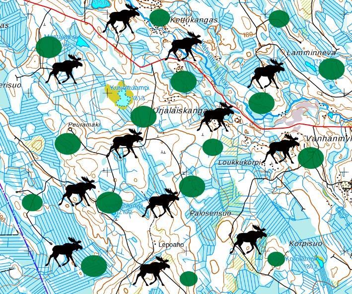 Tärkeintä on pitää kasvatettavan puulajin tiheys riittävän suurena, jolloin taimikkoon jää suuremmalla todennäköisyydellä enemmän kasvatuskelpoista puustoa vielä hirvien laidunnuksen jälkeen 59, 28