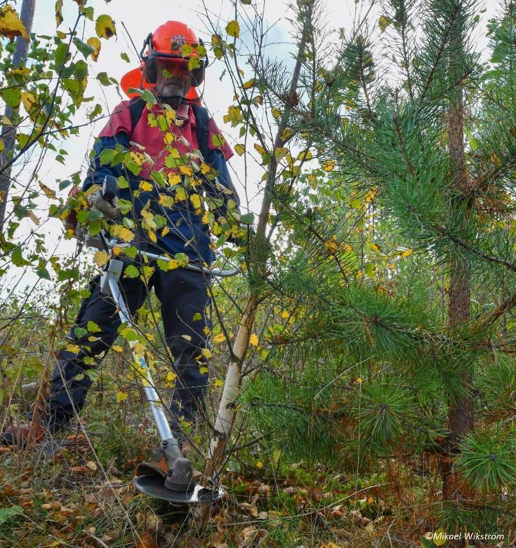 monimuotoisuus kasvaa 90. Samalla säästytään ylimääräiseltä raivaamiselta, mikä puolestaan lisää varhaisperkauksen tuottavuutta.