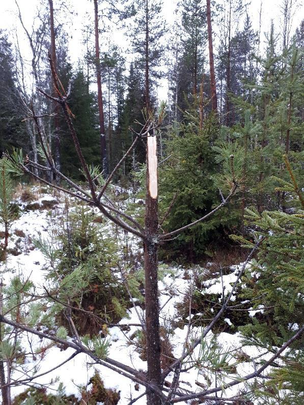 jälkeen tehdyssä taimikon harvennuksessa 92. Männyn kanssa kilpaileva lehtipuusto on tärkeää poistaa, koska se lisää hirvivahinkoriskin todennäköisyyttä 43, 82 ja 9.