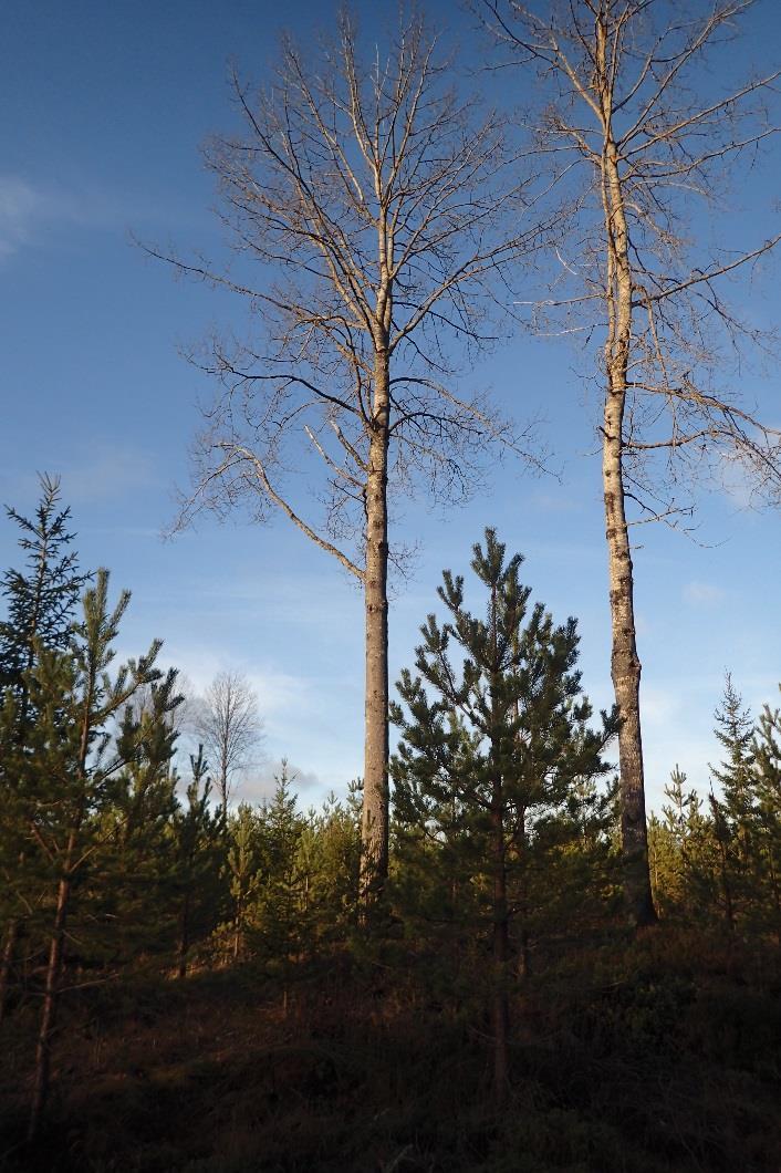 Haapa on luonnon monimuotoisuuden kannalta erittäin arvokas avainlaji 108, mutta mäntytaimikossa haapavesakko voi levittää männynversoruostetta ja aiheuttaa kasvutappioita 49.