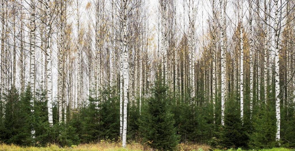 Kuusi kasvaa monesti alavilla seuduilla, joissa on hallan riskiä. Pahimmassa tapauksessa halla voi tappaa taimet.