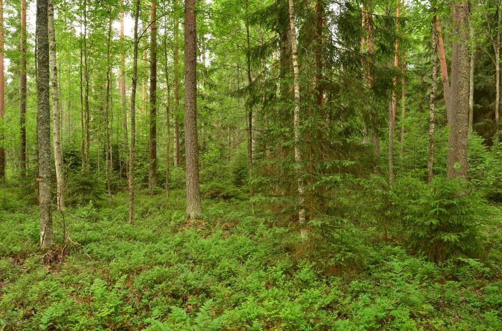 4.4. Ennakkoraivaus ja harvennushakkuu Harvennuskokoinen metsikkö soveltuu hirven luontaisen talviravinnon lisäämiseen tai ylläpitämiseen.