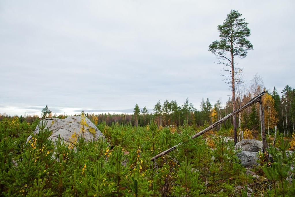 Ennakkoraivaus ja harvennushakkuu - Poista vain ainespuuston tyvillä kasvavat alikasvospuut - Säästä alikasvospuut ja pensaat aukkopaikoissa -> suojaa myös pienriistalle!