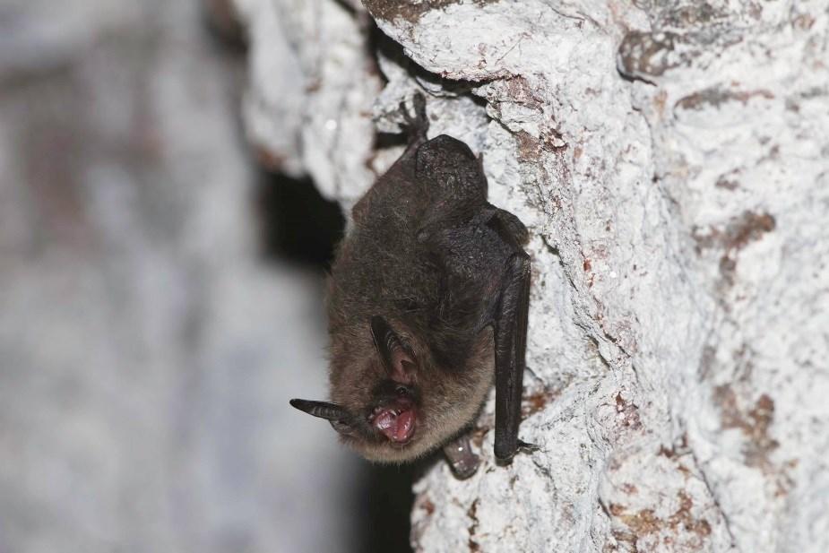 hampaista. Viiksisiippalajit saalistavat useimmiten metsäisissä maisemissa. Ne pysyttelevät suojaisissa ympäristöissä ja karttavat varsinkin valoisia aukeita.