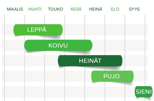 Mistä allerginen sidekalvotulehdus johtuu?