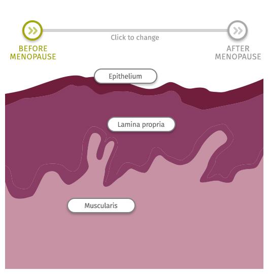 Vaginan seinämän rakenne The vagina is a distensible muscular tube that is approximately 9