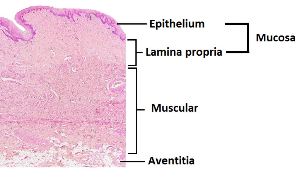 - Stratified squamous epithelium - Dense connective tissue layer - Two layers of smooth
