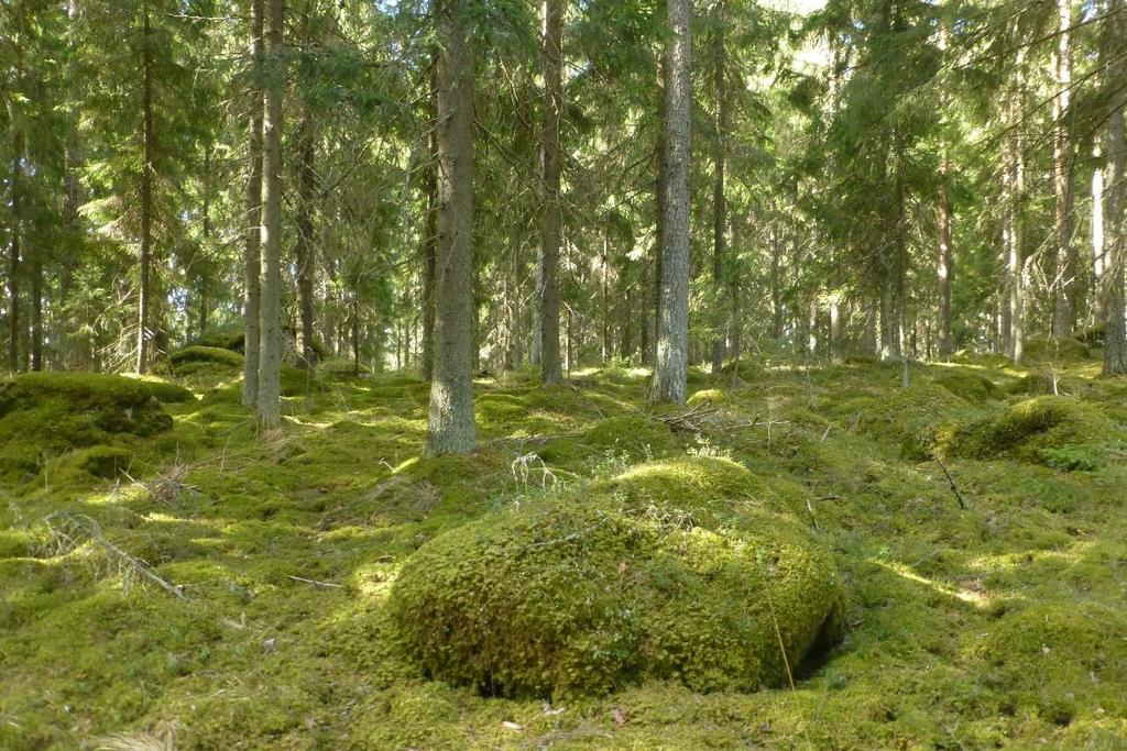 Liite 3: Kalalahden asemakaava-alueen luontoselvitykset 2017 19: Kesällä 2017 harvennettu kasvatusikäinen metsikkö.