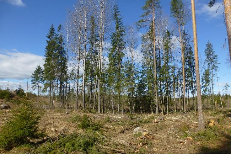 Liite 3: Kalalahden asemakaava-alueen luontoselvitykset 2017 Kuvat 16 ja 17. Tylsän säästöpuuryhmä ja viereinen männylle harvennettu metsäalue eivät sovellu liitooravan elinympäristöksi.