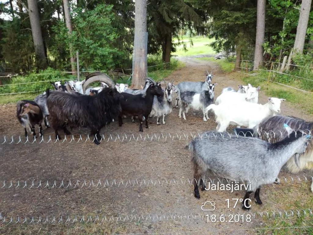 Kuva 5 Portissa voidaan käyttää jousiveräjää