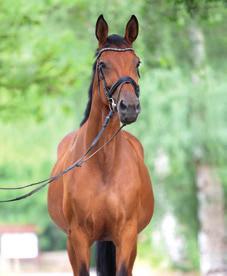 Mitä tarkoitetaan termillä hevosen metabolinen oireyhtymä (EMS)? Hevosen metabolinen oireyhtymä (EMS) on hevosten ja ponien toiseksi yleisin hormonihäiriö.