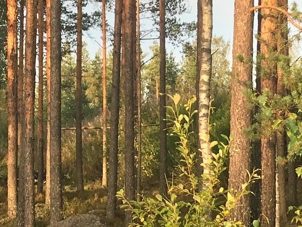 3.1.2 Luonnonympäristö Osa alueesta on kierrätystoiminnan käytössä ja lopulla alueella nuorta ojitettua metsää. Maaperä on hieman soistunutta.