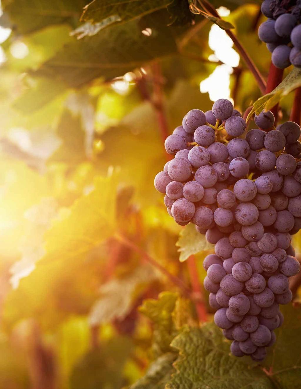 WINESTATE Winestate on erikoistunut laadukkaiden viinien maahantuontiin ja markkinointiin. Tuotevalikoimamme käsittää satoja viinejä ympäri maailman.